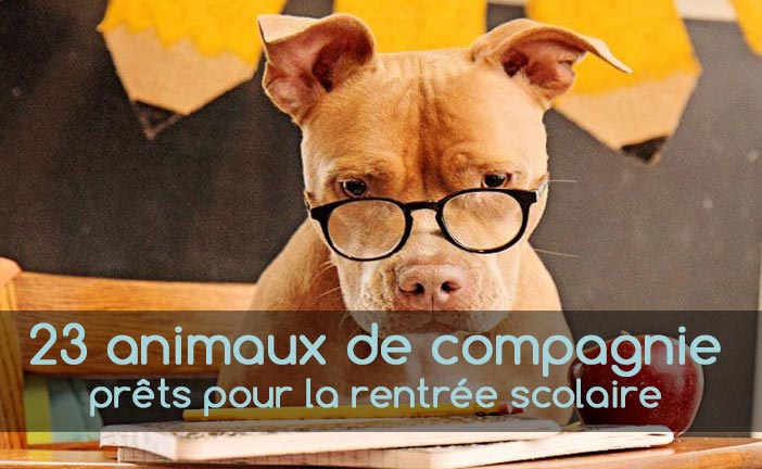 Boum 15 Juin 2022 - Page 4 Rentree-scolaire-animaux