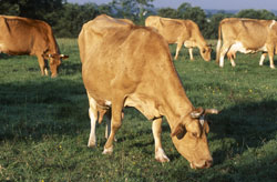 Les vaches Froment du Léon (5 femelles) Photo_vache_froment_du_leon