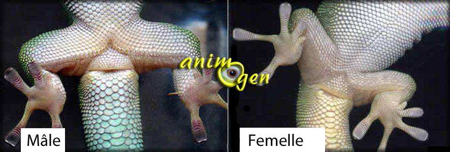 Un monsieur pas si monsieur ?  Geckos-diurnes-Madagascar-Phelsuma-madagascariensis-reptiles-NAC-animal-animaux-compagnie-animogen-reproduction-1