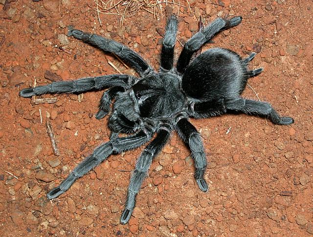 Grammostola pulchra Mygale-noire-Br%C3%A9sil-Grammostola-pulchra-NAC-arachnide-maintenance-comportement-alimentation-reproduction-sexage-animal-animaux-compagnie-animogen-1