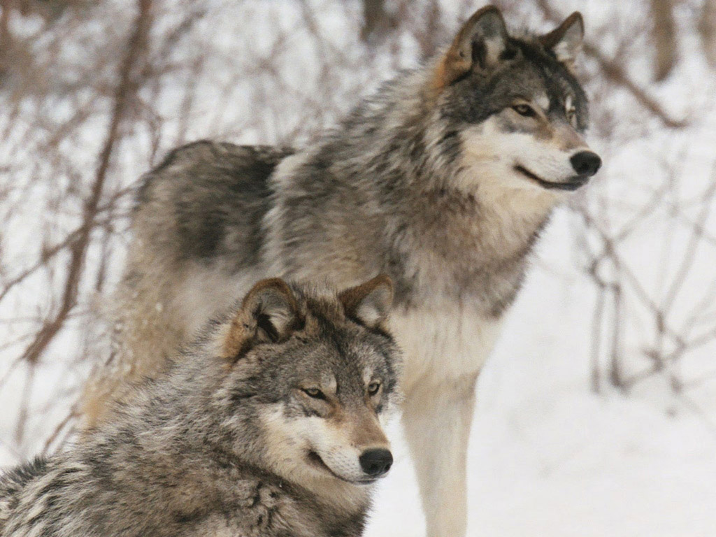 Cuál es el animal más bonito del mundo? Fondos-pantalla-lobos-1024