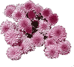 iek Resimleri Chrysanthemum_flowers_07