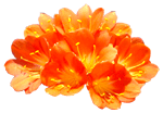 iek Resimleri Clivia_flowers_01