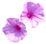 iek Resimleri Convolvulus_flowers_01