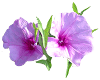 iek Resimleri Convolvulus_flowers_02