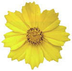 iek Resimleri Coreopsis_flowers_03