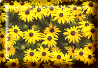 iek Resimleri Daisy_flowers_01