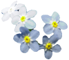 iek Resimleri Forget-me-not_flower_02