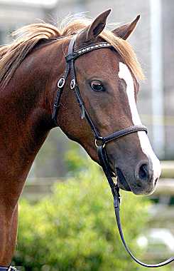 BELGIQUE 1er Août NATIONALE WELSH PONY & COB SHOW...... Acatrin3