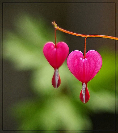 Srce po srce..... poljubac - znak ljubavi ♥ Bleeding_heart