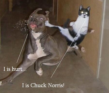 LOLcats thread Lolcat_chuck_norris