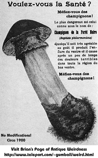 Culture des champignons. Mushroom