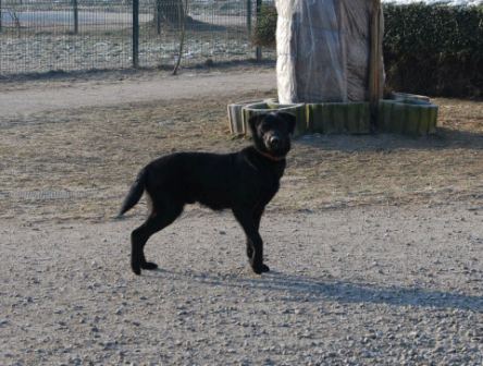 DJOo le Balafre - x labrador 4 ans (4 ans de refuge) problème cardiaque - APAGI à Le Versoud (38) Djo-la-balafre-chien-x-labrador-noir-4214-2