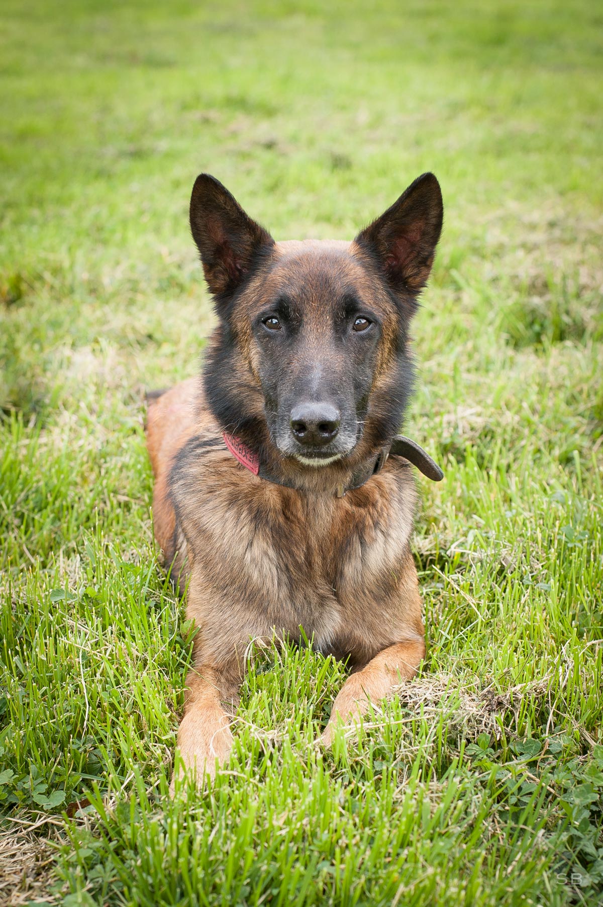 IDRA - berger belge malinois 7 ans (4 ans de refuge)  APAGI à Le Versoud (38) Idra-chien-male-malinois-fauve-charbonne-masque-noir-8