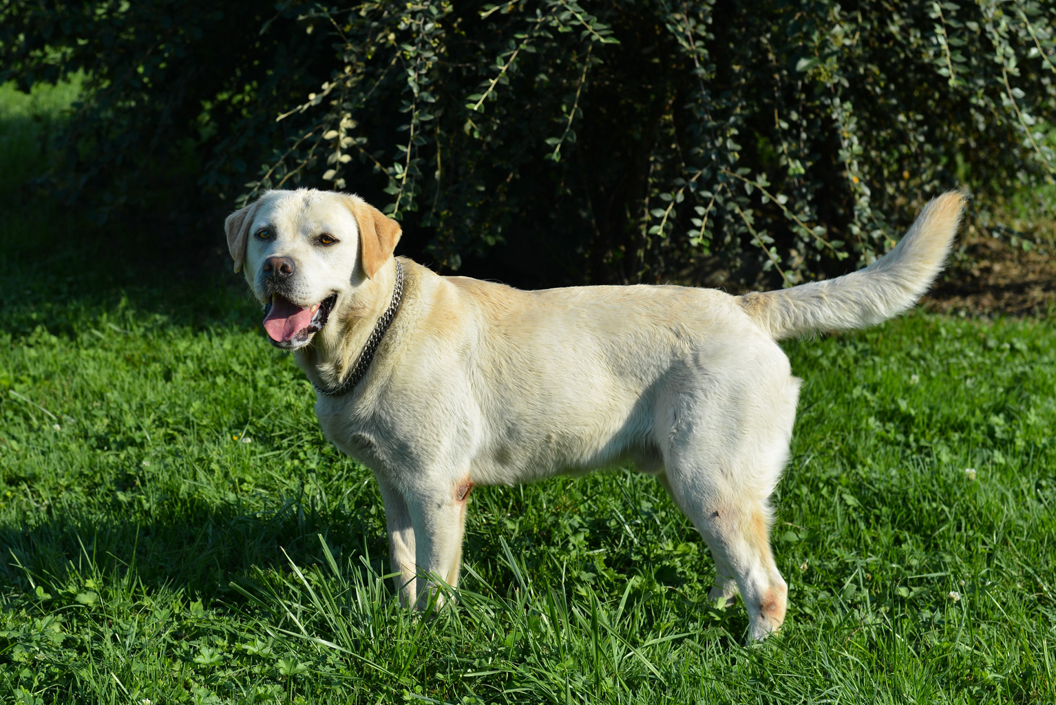 EDEN (dit Twister) labrador 6 ans - APAGI à Le Versoud (38) Eden-dit-twister-chien-male-labrador-sable-3