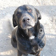 sos - BUDd  -  croisé Beauceron/Labrador  8  ans  (3 de refuge) -  APAGI  LE  VERSOUD  (38) Bud-chien-beauceron-x-labrador-noir-3737-7.jpeg__225x225_q85_crop_subject_location-366%2C386