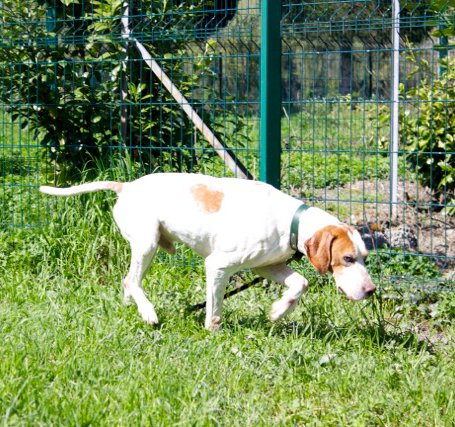 sos pour AJAX - pointer 8 ans - (presque toute sa vie en refuge) APAGI à Le Versoud (38) Ajax-chien-pointer-anglais-lemon-4971-3.jpeg__455x455_q85_crop