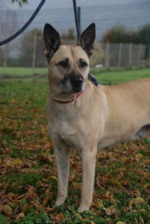 SOS pour SHERKAN - x malinois 10 ans (4 de refuge)  - Apagi à Le Versoud (38)  Sherkan-chien-type-malinois-sable-3413-1.jpeg__455x455_q85_crop_subject_location-148%2C167