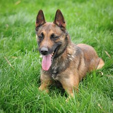 SOS - EDGE - berger belge malinois 13 ans (6 ans de refuge)  APAGI à Le Versoud (38) Edge-chien-male-berger-belge-malinois-fauve-charbonne-masque-noir-1.jpg__225x225_q85_crop_subject_location-565%2C1034