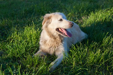 NAIA - x golden retriever 8 ans - APAGI à Le Versoud (38) Naia-chien-femelle-x-golden-retrieveer-fauve-claire-4.jpg__455x455_q85