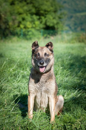 EDGE Type berger belge malinois 12 ans (dont 7 de refuge) APAGI LE VERSOUD (38) Edge-chien-male-berger-belge-malinois-fauve-charbonne-masque-noir-7.jpg__530x530_q85