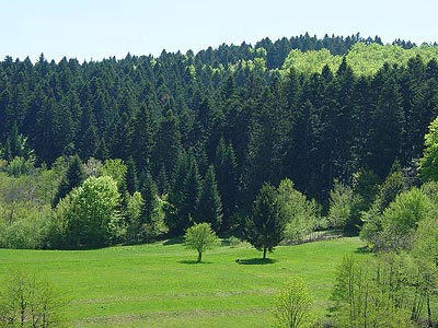 Šume / stabla Gorski-kotar