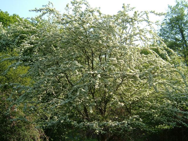 Crataegus monogyna Crataegus_monogyna_hawthorn_tree_flower_26-05-04