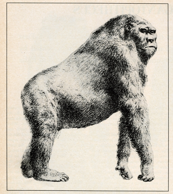 Hablemos de Pie grande o Bigfoot Gigantopithecus