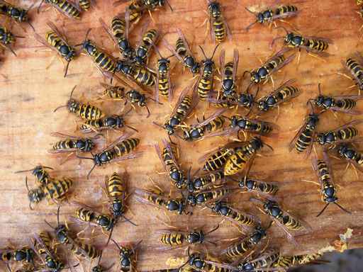  Si l'abeille disparaissait du globe Guepes