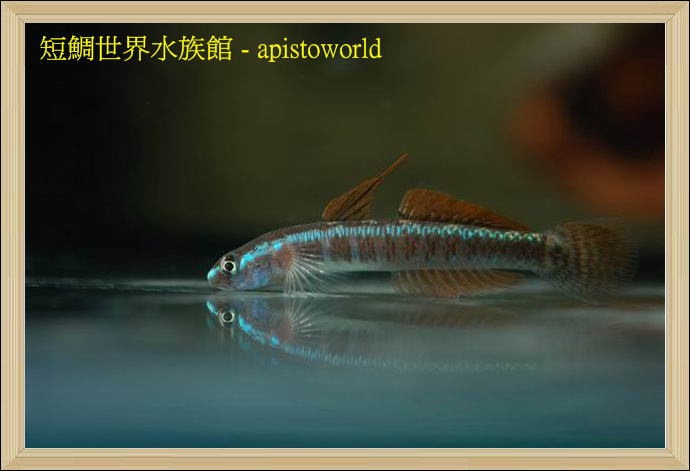 communication sur le stiphodon rainbow (ornatus) Goby-002