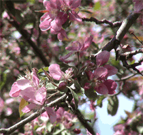 Bienfaits du vinaigre de cidre de pomme AppleBlossom1