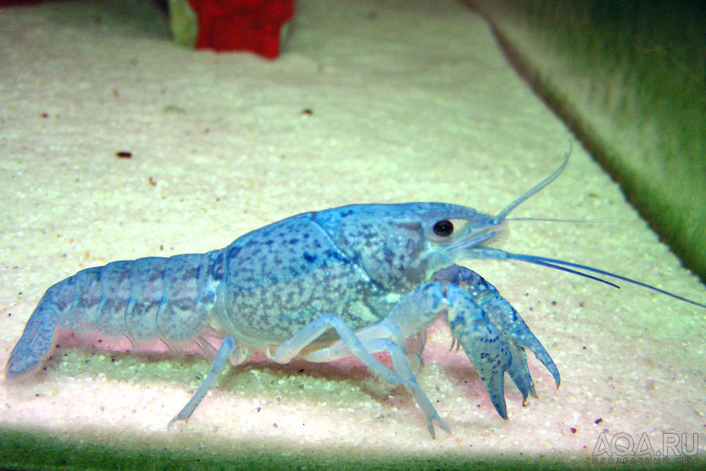 Crustaceos para nuestros acuarios? Aqa.ru-20060130164030