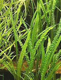 CRYPTOCORYNAS CRISPATULA VAR. BALANSAE Cryptocoryne_balansae