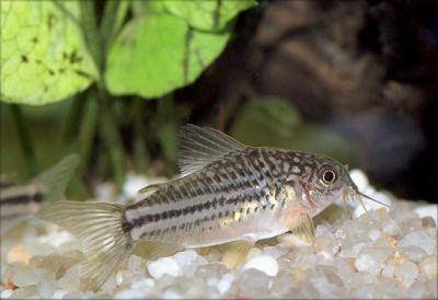 [95] Vend 11 cardinalis / 1 male ramirezi / 5 corydoras nain 295