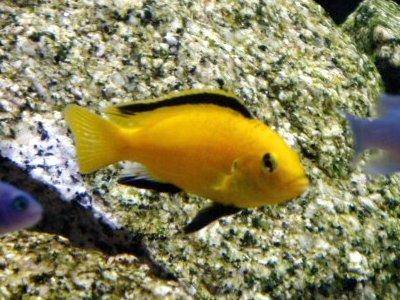 Vends cichlidés Cynotilapia afra / Labidochromis caeruleus Electric-yellow-cichlid-profile