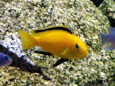 question  sur les pseudotropheus démasoni Electric-yellow-cichlid-profile