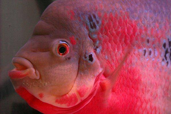 FLOWERHORN FISH Flowerhorn-fish