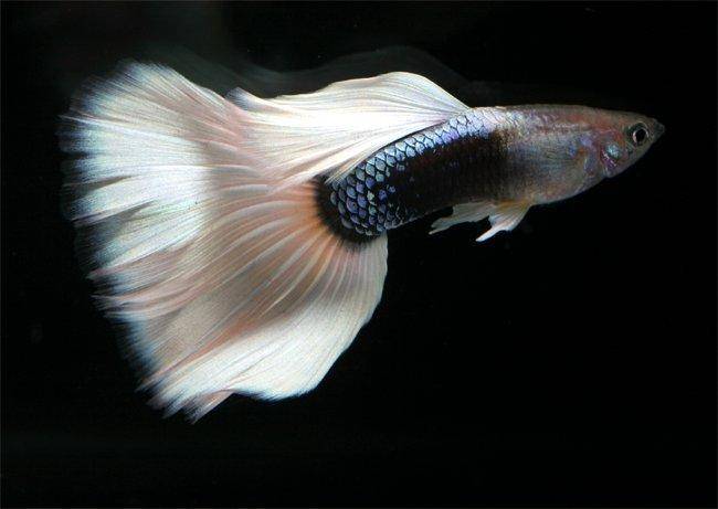 aquarium nano guppy Guppy8