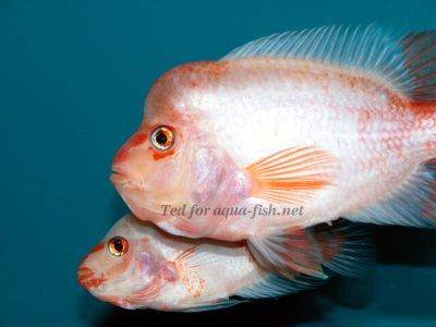 سمكة ميداس شيكليد Midas-cichlid-profile