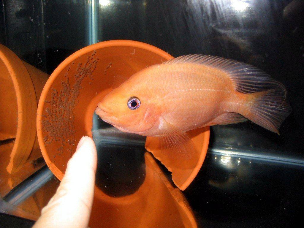 واگذاری گوش قرمز نوزاد(واگذار گردید) Red-devil-cichlid