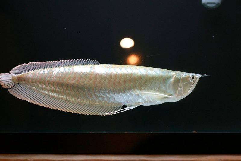 سمكـــــــــه الاروانا Silver-arowana-2