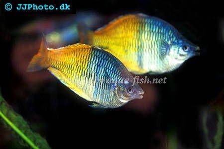 Dither fish for a Shell dwelling tank Boesemani-rainbowfish-1