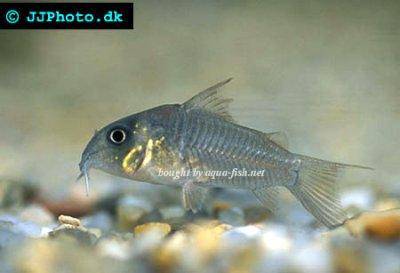 انواع الكات فيش من امريكا الجنوبية !! Concolor-cory-profile