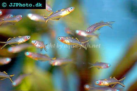 Dither fish for a Shell dwelling tank Forktail-rainbowfish-2