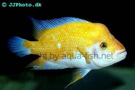 سمكة ميداس شيكليد Midas-cichlid-5