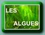 les algues