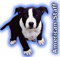 american staffordshire terrier Img-2326