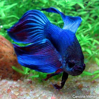 points blancs sur mes poissons Betta_splendens_24