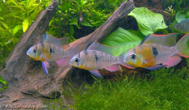 Fundo 3d com isopor - Página 5 Mikrogeophagus_altispinosus_4