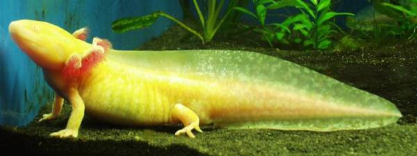 Les phases de l'Axolotl Axolotl_1